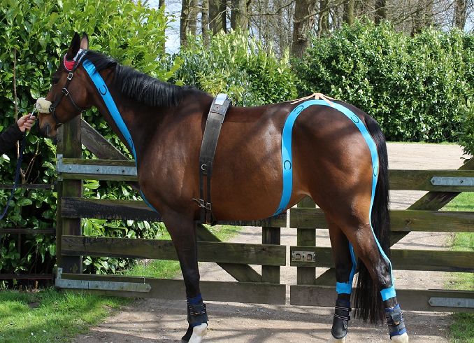 Pro Dynamic for Horses Chain taping Blue